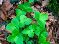 Dreilappiges Leberblümchen Blätter